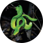 Green snake coiled around a tree.
