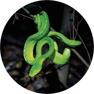 Green snake coiled around a tree.